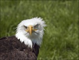 Bestandsnaam=Amerikaanse_zeearend_3928_1.jpg
Bestandsgrootte=70KiB
Afmetingen = 600x461
Datum toegevoegd = 13 jun 2010 Amerikaanse_zeearend_3928_1.jpg