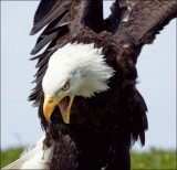 Bestandsnaam=Amerikaanse_zeearend_3941_1.jpg
Bestandsgrootte=89KiB
Afmetingen = 600x578
Datum toegevoegd = 13 jun 2010 Amerikaanse_zeearend_3941_1.jpg
