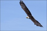 Bestandsnaam=Amerikaanse_zeearend_4186_1.jpg
Bestandsgrootte=39KiB
Afmetingen = 600x396
Datum toegevoegd = 13 jun 2010 Amerikaanse_zeearend_4186_1.jpg