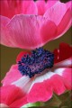 Bestandsnaam=Anemonen_7441_1.JPG
Bestandsgrootte=102KiB
Afmetingen = 402x602
Datum toegevoegd = 31 jan 2010 Anemonen_7441_1.JPG