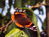 Bestandsnaam=Atalanta_1254_1.JPG
Bestandsgrootte=113KiB
Afmetingen = 602x452
Datum toegevoegd = 20 feb 2010 Atalanta_1254_1.JPG