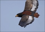 Bestandsnaam=Bateleur_Arend_4071_1.JPG
Bestandsgrootte=49KiB
Afmetingen = 600x421
Datum toegevoegd = 16 jun 2010 Bateleur_Arend_4071_1.JPG