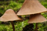 Bestandsnaam=Bundelmycena_6711.JPG
Bestandsgrootte=82KiB
Afmetingen = 602x402
Datum toegevoegd = 14 feb 2010 Bundelmycena_6711.JPG