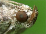 Bestandsnaam=Dioryctria_schuetzeella_6213_1.JPG
Bestandsgrootte=69KiB
Afmetingen = 602x452
Datum toegevoegd = 20 feb 2010 Dioryctria_schuetzeella_6213_1.JPG