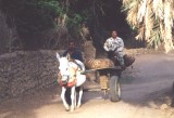 Bestandsnaam=Egypte_-_Ezel_trekt_wagen.jpg
Bestandsgrootte=263KiB
Afmetingen = 800x546
Datum toegevoegd = 21 feb 2014 Egypte_-_Ezel_trekt_wagen.jpg