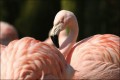 Bestandsnaam=Flamingo-093.JPG
Bestandsgrootte=73KiB
Afmetingen = 602x402
Datum toegevoegd = 31 jan 2010 Flamingo-093.JPG