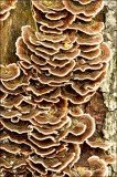 Bestandsnaam=Fopelfenbankje_6719_1.JPG
Bestandsgrootte=189KiB
Afmetingen = 402x602
Datum toegevoegd = 14 feb 2010 Fopelfenbankje_6719_1.JPG