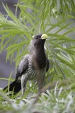 Bestandsnaam=Gambia_2016-059.JPG
Bestandsgrootte=175KiB
Afmetingen = 467x700
Datum toegevoegd = 29 mei 2016 Gambia_2016-059.JPG