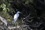 Bestandsnaam=Gambia_2016-261.JPG
Bestandsgrootte=197KiB
Afmetingen = 700x467
Datum toegevoegd = 29 mei 2016 Gambia_2016-261.JPG