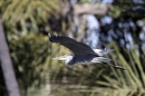 Bestandsnaam=Gambia_2016-267.JPG
Bestandsgrootte=184KiB
Afmetingen = 700x467
Datum toegevoegd = 29 mei 2016 Gambia_2016-267.JPG