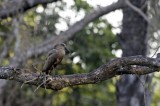 Bestandsnaam=Gambia_2016-383.JPG
Bestandsgrootte=197KiB
Afmetingen = 700x467
Datum toegevoegd = 29 mei 2016 Gambia_2016-383.JPG