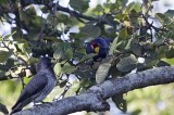 Bestandsnaam=Gambia_2016-396.JPG
Bestandsgrootte=196KiB
Afmetingen = 700x467
Datum toegevoegd = 29 mei 2016 Gambia_2016-396.JPG