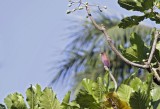 Bestandsnaam=Gambia_2016-413.JPG
Bestandsgrootte=185KiB
Afmetingen = 700x481
Datum toegevoegd = 29 mei 2016 Gambia_2016-413.JPG