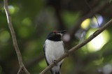Bestandsnaam=Gambia_2016-416.JPG
Bestandsgrootte=176KiB
Afmetingen = 700x467
Datum toegevoegd = 29 mei 2016 Gambia_2016-416.JPG