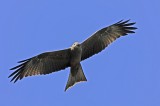 Bestandsnaam=Gambia_2016-474.JPG
Bestandsgrootte=160KiB
Afmetingen = 700x467
Datum toegevoegd = 29 mei 2016 Gambia_2016-474.JPG