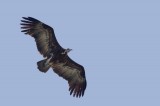 Bestandsnaam=Gambia_2016-522.jpg
Bestandsgrootte=48KiB
Afmetingen = 700x467
Datum toegevoegd = 29 mei 2016 Gambia_2016-522.jpg