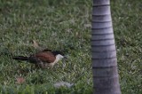 Bestandsnaam=Gambia_2016-564.JPG
Bestandsgrootte=169KiB
Afmetingen = 700x467
Datum toegevoegd = 29 mei 2016 Gambia_2016-564.JPG