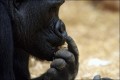 Bestandsnaam=Gorilla-021_1.JPG
Bestandsgrootte=49KiB
Afmetingen = 602x402
Datum toegevoegd = 31 jan 2010 Gorilla-021_1.JPG