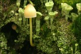 Bestandsnaam=Graskleefsteelmycena_6709_1.JPG
Bestandsgrootte=115KiB
Afmetingen = 602x402
Datum toegevoegd = 14 feb 2010 Graskleefsteelmycena_6709_1.JPG