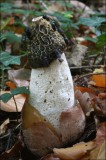 Bestandsnaam=Grote Stinkzwam_6455.JPG
Bestandsgrootte=109KiB
Afmetingen = 402x602
Datum toegevoegd = 14 feb 2010 Grote Stinkzwam_6455.JPG