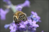 Bestandsnaam=Honingbij_op_lavendel_1292.JPG
Bestandsgrootte=62KiB
Afmetingen = 602x402
Datum toegevoegd = 21 feb 2010 Honingbij_op_lavendel_1292.JPG