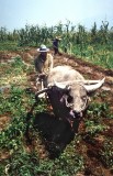 Bestandsnaam=Indonesie_-_Land_bewerken_op_Sumatra.jpg
Bestandsgrootte=283KiB
Afmetingen = 519x800
Datum toegevoegd = 22 feb 2014 Indonesie_-_Land_bewerken_op_Sumatra.jpg