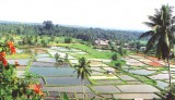 Bestandsnaam=Indonesie_-_rijstvelden.jpg
Bestandsgrootte=211KiB
Afmetingen = 572x332
Datum toegevoegd = 22 feb 2014 Indonesie_-_rijstvelden.jpg