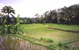 Bestandsnaam=Indonesie_-_sawa_s_op_bali.jpg
Bestandsgrootte=250KiB
Afmetingen = 590x373
Datum toegevoegd = 22 feb 2014 Indonesie_-_sawa_s_op_bali.jpg