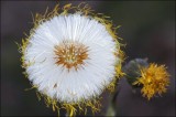 Bestandsnaam=Klein_hoefblad_3442_1.jpg
Bestandsgrootte=82KiB
Afmetingen = 600x400
Datum toegevoegd = 13 jun 2010 Klein_hoefblad_3442_1.jpg