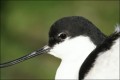Bestandsnaam=Kluut_1878.JPG
Bestandsgrootte=48KiB
Afmetingen = 602x402
Datum toegevoegd = 31 jan 2010 Kluut_1878.JPG