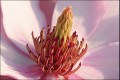 Bestandsnaam=Magnolia_2750_1.JPG
Bestandsgrootte=77KiB
Afmetingen = 602x402
Datum toegevoegd = 31 jan 2010 Magnolia_2750_1.JPG