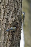 Bestandsnaam=Pimpelmees_3157.jpg
Bestandsgrootte=96KiB
Afmetingen = 400x600
Datum toegevoegd = 13 jun 2010 Pimpelmees_3157.jpg