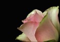 Bestandsnaam=Roze roos_2119_1.jpg
Bestandsgrootte=44KiB
Afmetingen = 602x422
Datum toegevoegd = 04 feb 2010 Roze roos_2119_1.jpg
