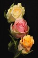 Bestandsnaam=Rozen_2296-1.jpg
Bestandsgrootte=74KiB
Afmetingen = 402x602
Datum toegevoegd = 04 feb 2010 Rozen_2296-1.jpg