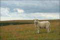 Bestandsnaam=Schaap-0120.JPG
Bestandsgrootte=67KiB
Afmetingen = 602x402
Datum toegevoegd = 05 feb 2010 Schaap-0120.JPG