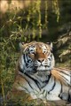 Bestandsnaam=Siberische tijgerr-014.JPG
Bestandsgrootte=94KiB
Afmetingen = 402x602
Datum toegevoegd = 04 feb 2010 Siberische tijgerr-014.JPG