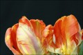 Bestandsnaam=Tulpen_6002.JPG
Bestandsgrootte=85KiB
Afmetingen = 602x402
Datum toegevoegd = 07 feb 2010 Tulpen_6002.JPG