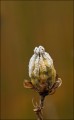 Bestandsnaam=Zaaddoos met rijp_4269_1~0.JPG
Bestandsgrootte=49KiB
Afmetingen = 373x602
Datum toegevoegd = 07 feb 2010 Zaaddoos met rijp_4269_1~0.JPG