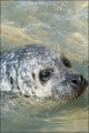 Bestandsnaam=Zeehond_1867.JPG
Bestandsgrootte=86KiB
Afmetingen = 402x602
Datum toegevoegd = 07 feb 2010 Zeehond_1867.JPG