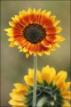 Bestandsnaam=zonnebloem_9340.JPG
Bestandsgrootte=94KiB
Afmetingen = 402x602
Datum toegevoegd = 07 feb 2010 zonnebloem_9340.JPG